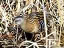 鳥類図鑑・クイナの写真 6